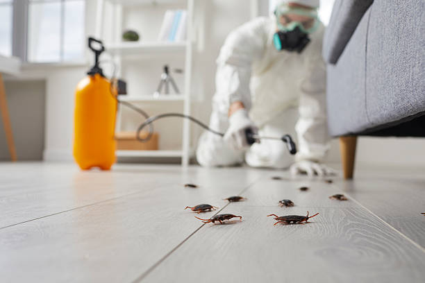 Affordable Termite Control solutions in Rialto, CA
